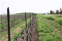 הערכת נזקים חקלאיים 