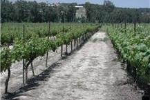 שירותי הערכת מטעים 