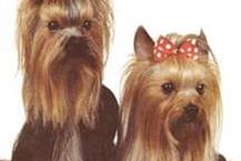 מספרות לכלבים וחתולים