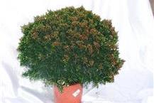 משתלה בחולון