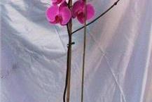 מגוון עציצים