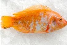 תמונה שצולמה להמחשת העבודות של דידי דג שיווק דגים בע"מ תמונה של דידי דג שיווק דגים בע"מ