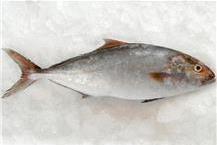 תמונה שצולמה להמחשת העבודות של דידי דג שיווק דגים בע"מ תמונה של דידי דג שיווק דגים בע"מ