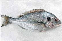 תמונה שצולמה להמחשת העבודות של דידי דג שיווק דגים בע"מ תמונה של דידי דג שיווק דגים בע"מ