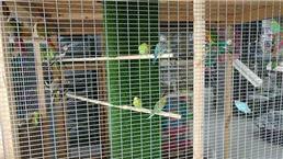 תמונה שצולמה להמחשת העבודות של הג'ונגל של שרון חיות בית