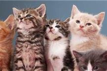 ציוד לחתולים