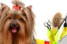 ציוד לכלבים