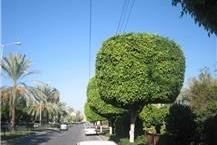 עצים גזומים 