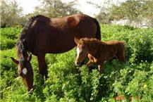 תמונה שצולמה להמחשת העבודות של חוות כברית - 1 פנסיון לסוסים