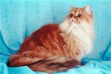 מגוון טיפולים לחתולים 