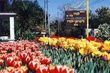 גידול זרעים, בצלים ופקעות פרחים