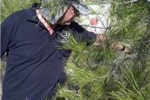 תמונה שצולמה להמחשת העבודות של א.ב. שרותי הדברה וחיטוי - 3 הדברה של קן צרעות