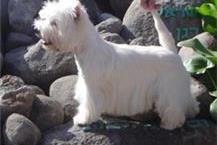 תמונה שצולמה להמחשת העבודות של ולרי - פט ליין התאמת תכשירי ניקוי לחיות