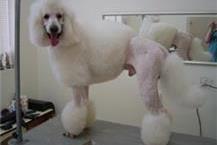 תמונה שצולמה להמחשת העבודות של ולרי - פט ליין תספורת גזע