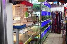 תמונה שצולמה להמחשת העבודות של חיות המילניום אילוף כלבים