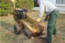 הסרת שורשים בולטים