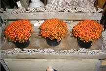 תמונה שצולמה להמחשת העבודות של לוטרינגר פרחים בגבעת חן לאקי במבוק