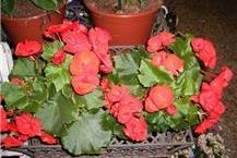 תמונה שצולמה להמחשת העבודות של לוטרינגר פרחים בגבעת חן כרטיסי ברכה