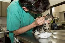 תמונה שצולמה להמחשת העבודות של ד"ר גולדשטיין מירב, וטרינרית טיפול מקצועי בחיות