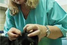 תמונה שצולמה להמחשת העבודות של ד"ר גולדשטיין מירב, וטרינרית מירב גולדשטיין - וטרינרית