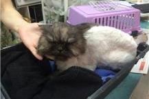 תמונה שצולמה להמחשת העבודות של ד"ר סיגל ריטן - 2 עיקור וסירוס