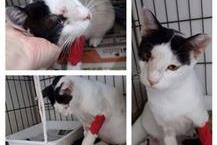 תמונה שצולמה להמחשת העבודות של ד"ר סיגל ריטן - 1 חיסונים לבעלי חיים