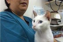 תמונה שצולמה להמחשת העבודות של ד"ר סיגל ריטן - 3 טיפולים מונעים לבעלי חיים