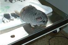 תמונה שצולמה להמחשת העבודות של וט פט טיפול רפואי לחיות