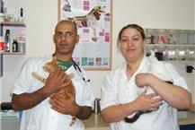 תמונה שצולמה להמחשת העבודות של ד"ר עזר משה-וטרינר טיפולי חירום לבעלי חיים