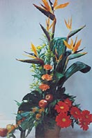 תמונה שצולמה להמחשת העבודות של משתלת הדר משתלה בטבריה