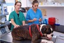 מוקד חירום וטרינרי