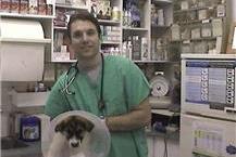 טיפולים רפואיים לחיות