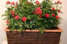 תמונה שצולמה להמחשת העבודות של משתלת על הדרך - 3 משתלות