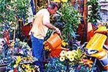 תמונה שצולמה להמחשת העבודות של פרחים כתום תל אביב עציצים