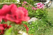 תמונה של גינון הצבי - תכנון גינות