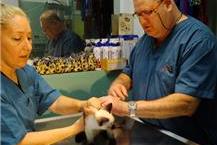 תמונה של ד"ר גולדמן זהר-"פט קליניק"