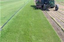 ייצור דשא מוכן