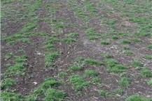 שיווק דשא מוכן