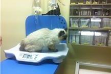 טיפולים מונעים לבעלי חיים