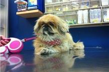 בדיקות מעבדה לבעלי חיים