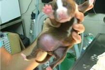 תמונה שצולמה להמחשת העבודות של במבי מרכז וטרינרי ומרפאה ניידת - 2 הצלת כלב  ללא דופן בטן