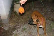 תמונה שצולמה להמחשת העבודות של במבי מרכז וטרינרי ומרפאה ניידת - 3 טיפול בבעלי חיים