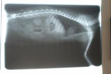 תמונה שצולמה להמחשת העבודות של במבי מרכז וטרינרי ומרפאה ניידת - 1 צילום רנטגן לחיות