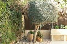 עבודות הקמת גינות בירושלים והסביבה