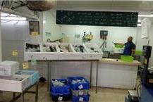 תמונה שצולמה להמחשת העבודות של דגי מעין צבי דגים טריים