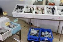 תמונה שצולמה להמחשת העבודות של דגי מעין צבי מבחר דגים