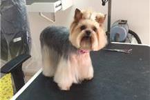 תמונה שצולמה להמחשת העבודות של פאפי קאט מספרה ובית ספר לספרות - 2 תמונה של פאפי קאט מספרה ובית ספר לספרות