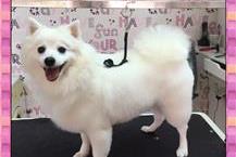 תמונה של פאפי קאט מספרה ובית ספר לספרות