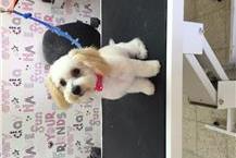 תמונה שצולמה להמחשת העבודות של פאפי קאט מספרה ובית ספר לספרות - 3 תמונה של פאפי קאט מספרה ובית ספר לספרות