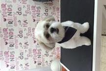 תמונה שצולמה להמחשת העבודות של פאפי קאט מספרה ובית ספר לספרות - 1 תמונה של פאפי קאט מספרה ובית ספר לספרות